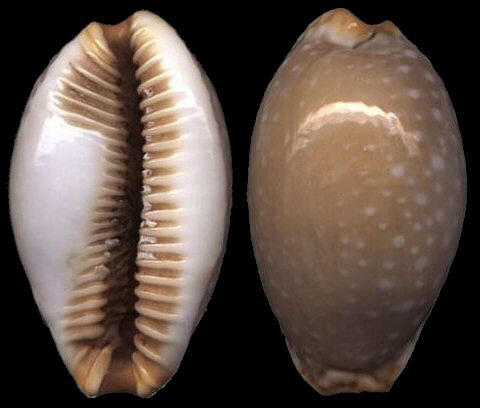  p>克氏鸡皮宝螺(学名:staphylaea limacina clarissa)是腹足纲宝螺科