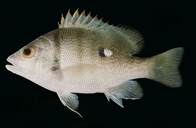 lutjanus rivulatus