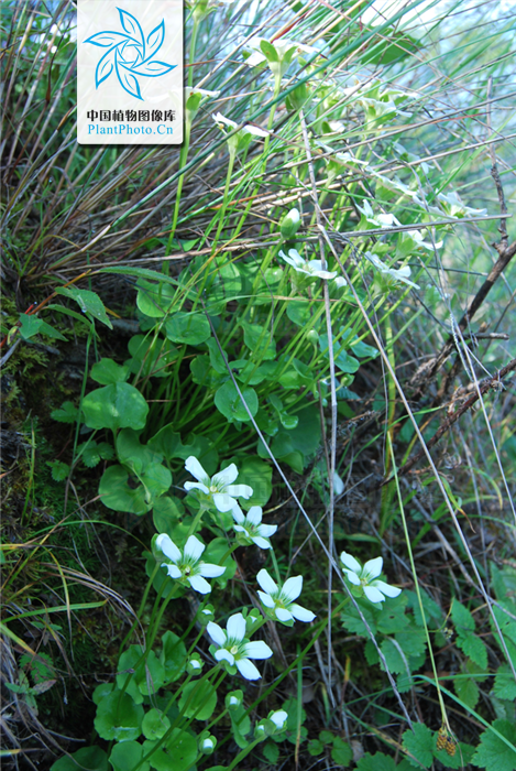  p> b>突隔梅花草 /b>(学名: i> b>parnassia delavayi /b> /i>)为