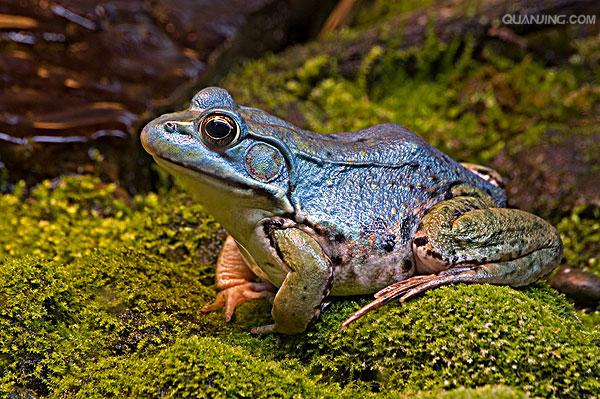  p>美国青蛙(rana grylio),又名沼泽绿牛蛙, a href="#" data-lemmaid