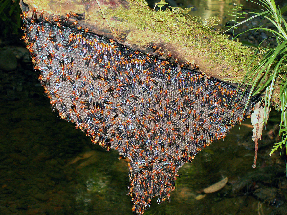 小蜂巢苔藓虫(favositella)