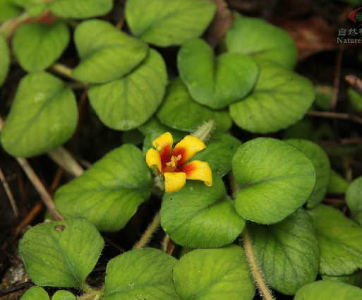 茎纤细,长10~40厘米.叶对生,茎端的2对密聚,呈轮生状,叶片阔卵形或