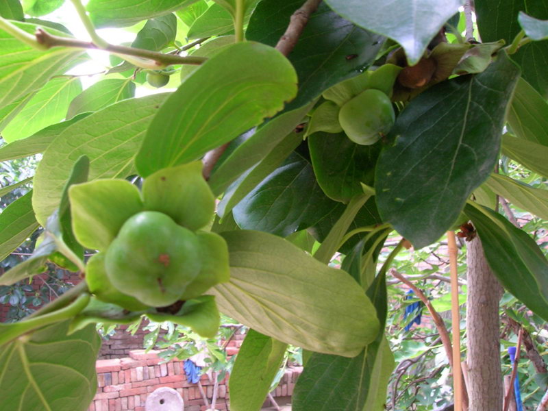  p data-id="gnwhvrjbuc">香元别名土沉香,白木