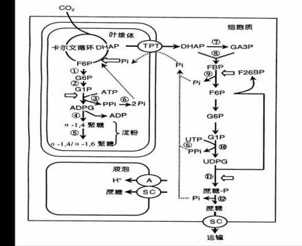 同化[作用]_百度百科