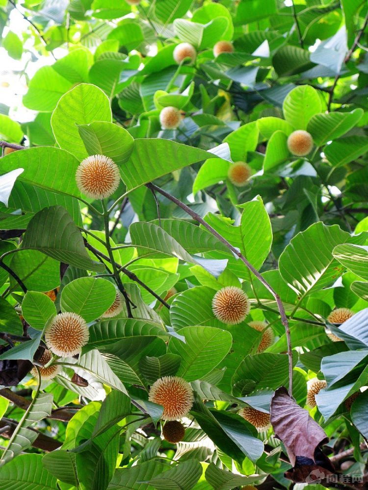 主要形态之一,包含了如 a target="_blank" href="/item/树木/178858"