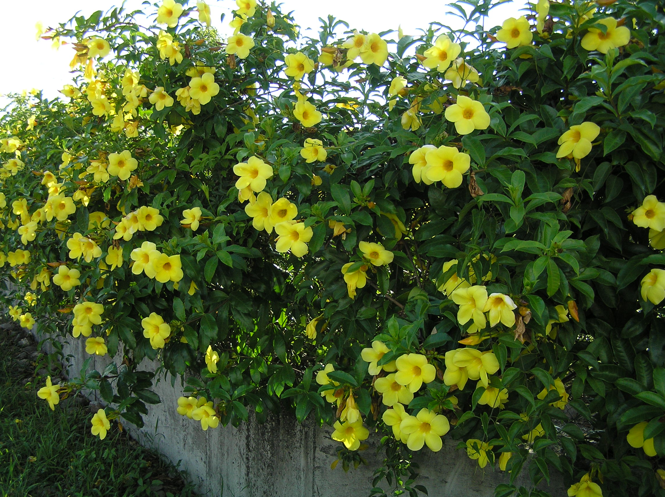  p>软枝黄蝉(学名: i>allemanda cathartica /i> l.