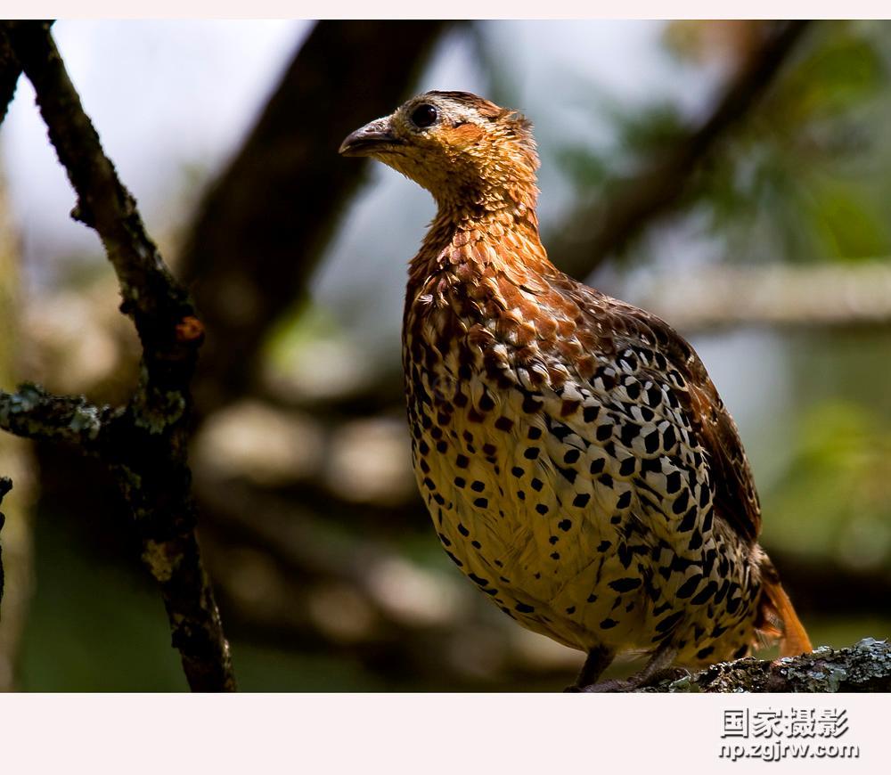  p>黑鹧鸪是鸟类的一种.