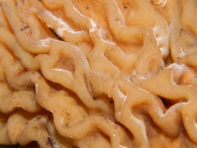  p>皱盖钟菌是 a href="#" data-lemmaid="1024975">羊肚菌科 /a>的一