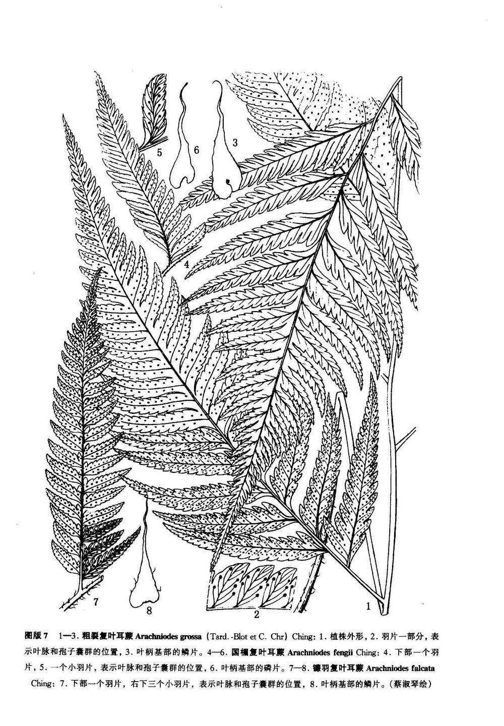 arachniodes fengii ching