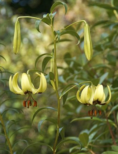  p>紫斑百合(学名: i>lilium nepalense /i>  d.