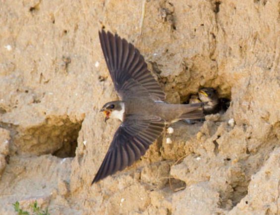  p>崖沙燕(学名: i>riparia riparia /i>)又名 a target="_blank"