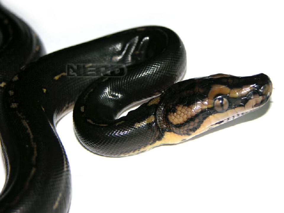 巨蚺蛇(eunectes murinus)亦称绿蚺蛇或大水蟒,是一种
