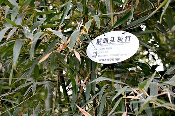  p>紫蒲头灰竹(学名: i>phyllostachys nuda /i> mcclure f.