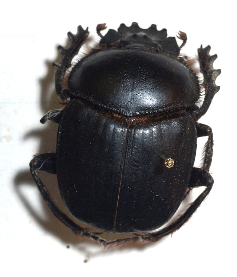 dung beetle