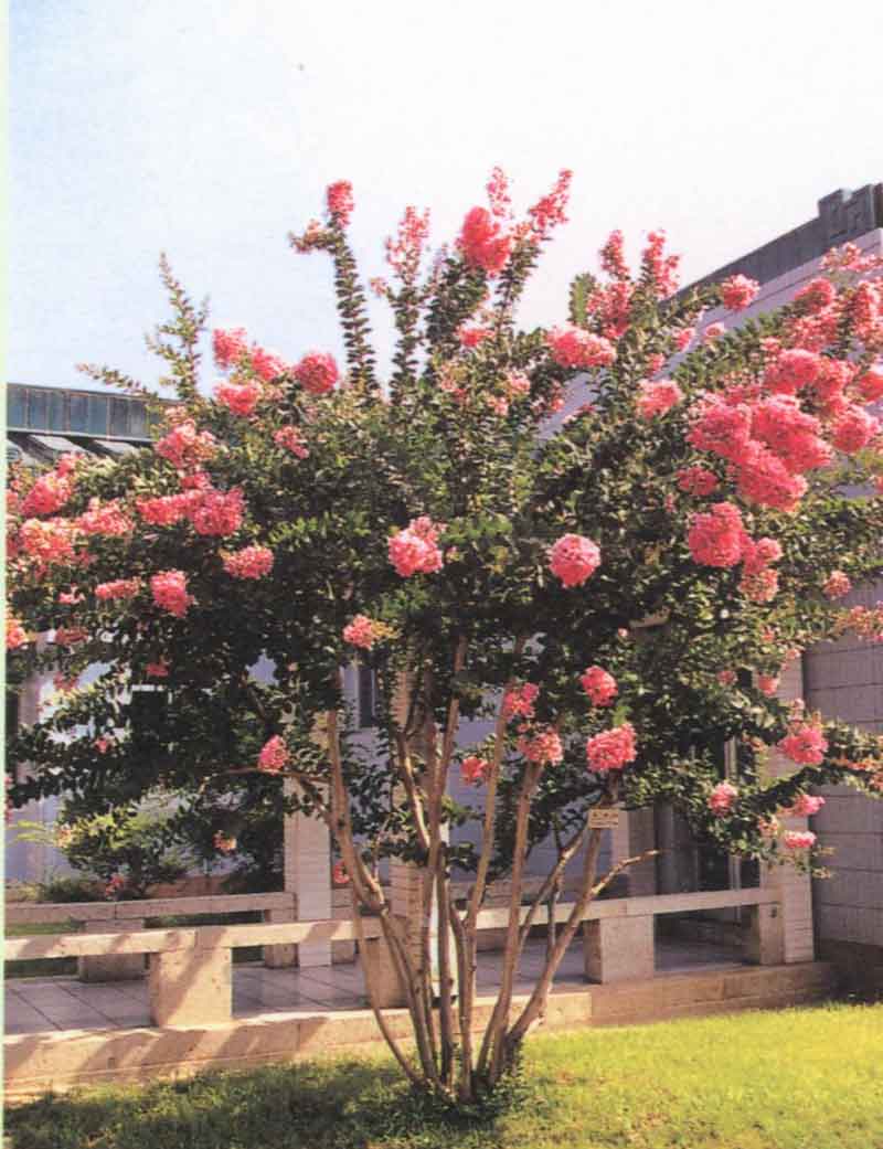 " i>bush /i>"):是 a href="#" data-lemmaid="17982">紫薇 /a>的灌木