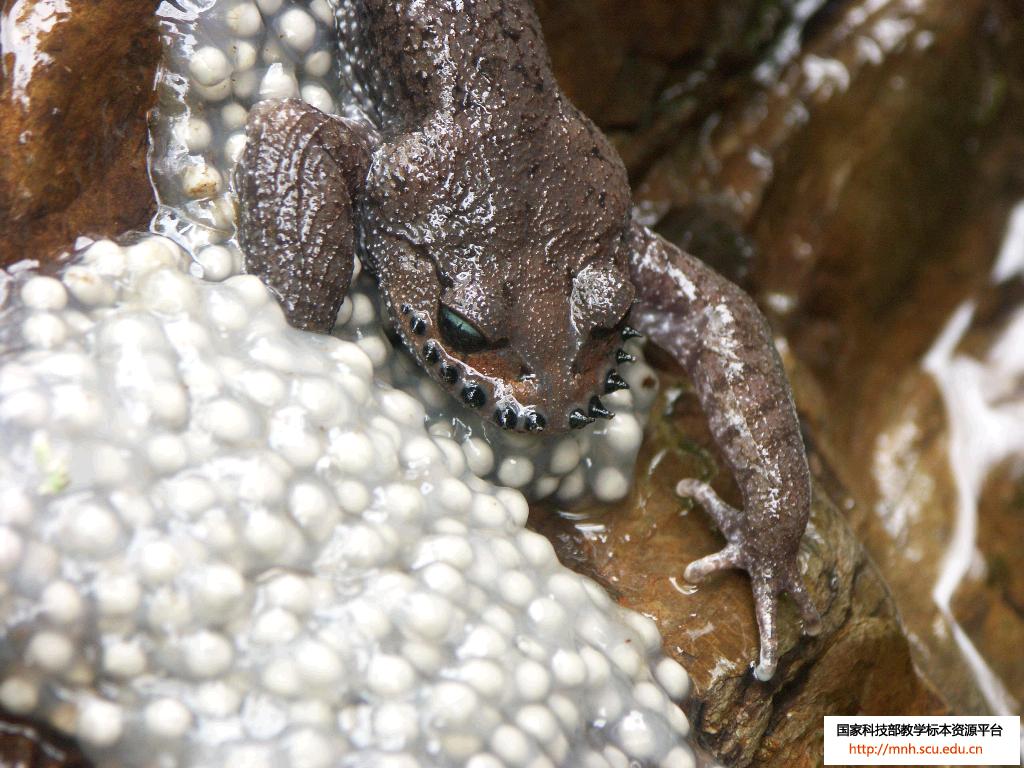 髭蟾蝌蚪