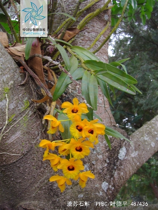  p>流苏石斛(学名: i>dendrobium fimbriatum /i>  hook.
