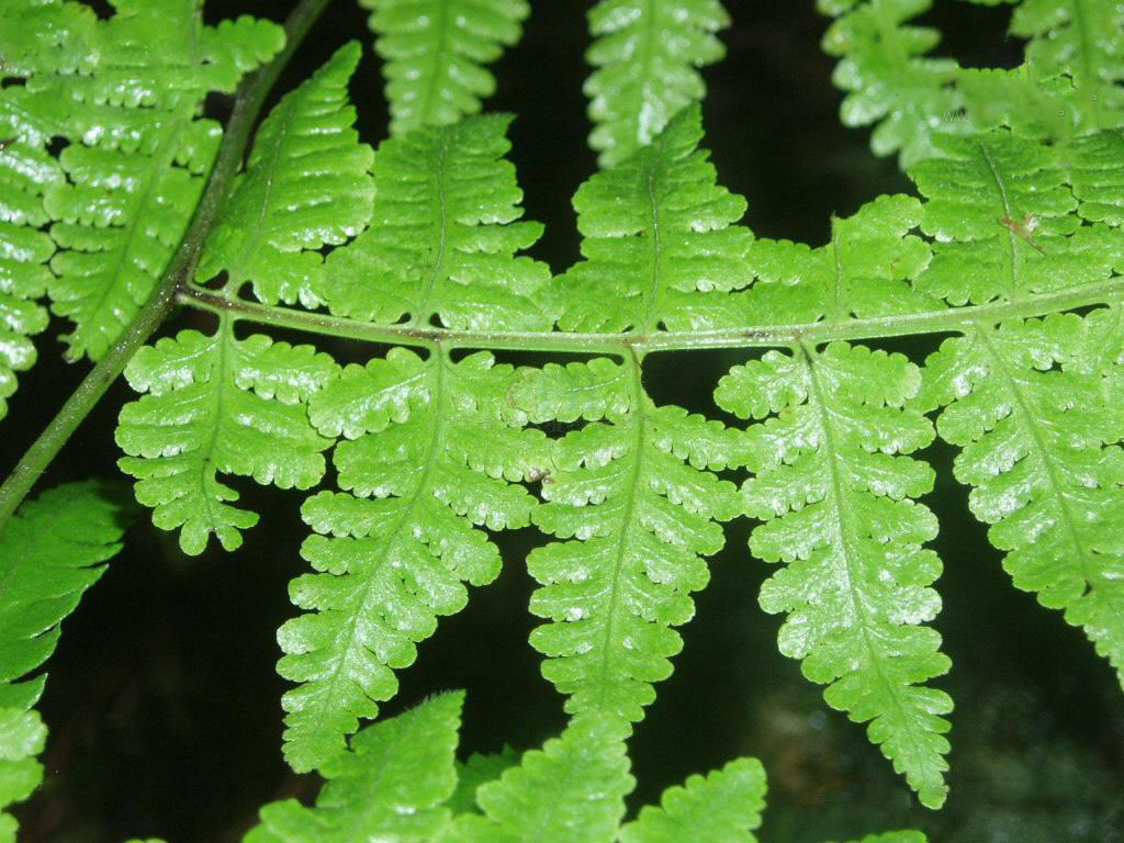  p> a href="#">针毛蕨 /a>(学名: i>macrothelypteris oligophlebia 