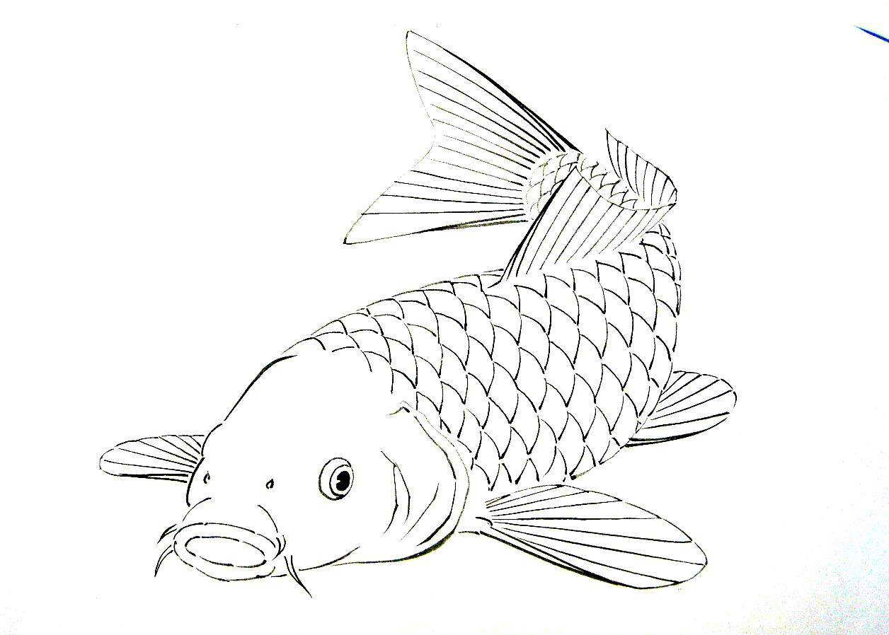 varicorhinus  angustistomatus
