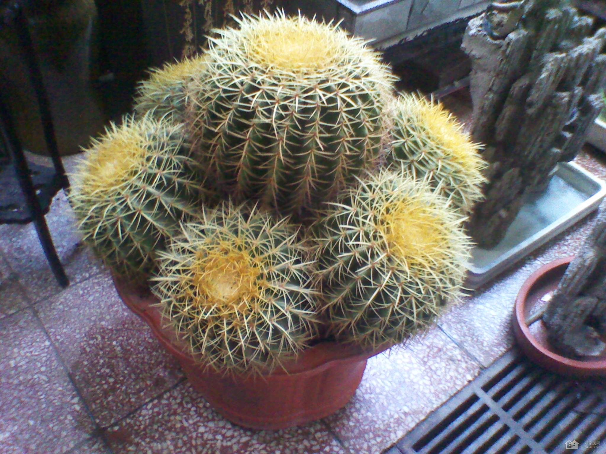 是仙人掌科,金琥属多年生 a target="_blank" href="/item/草本">