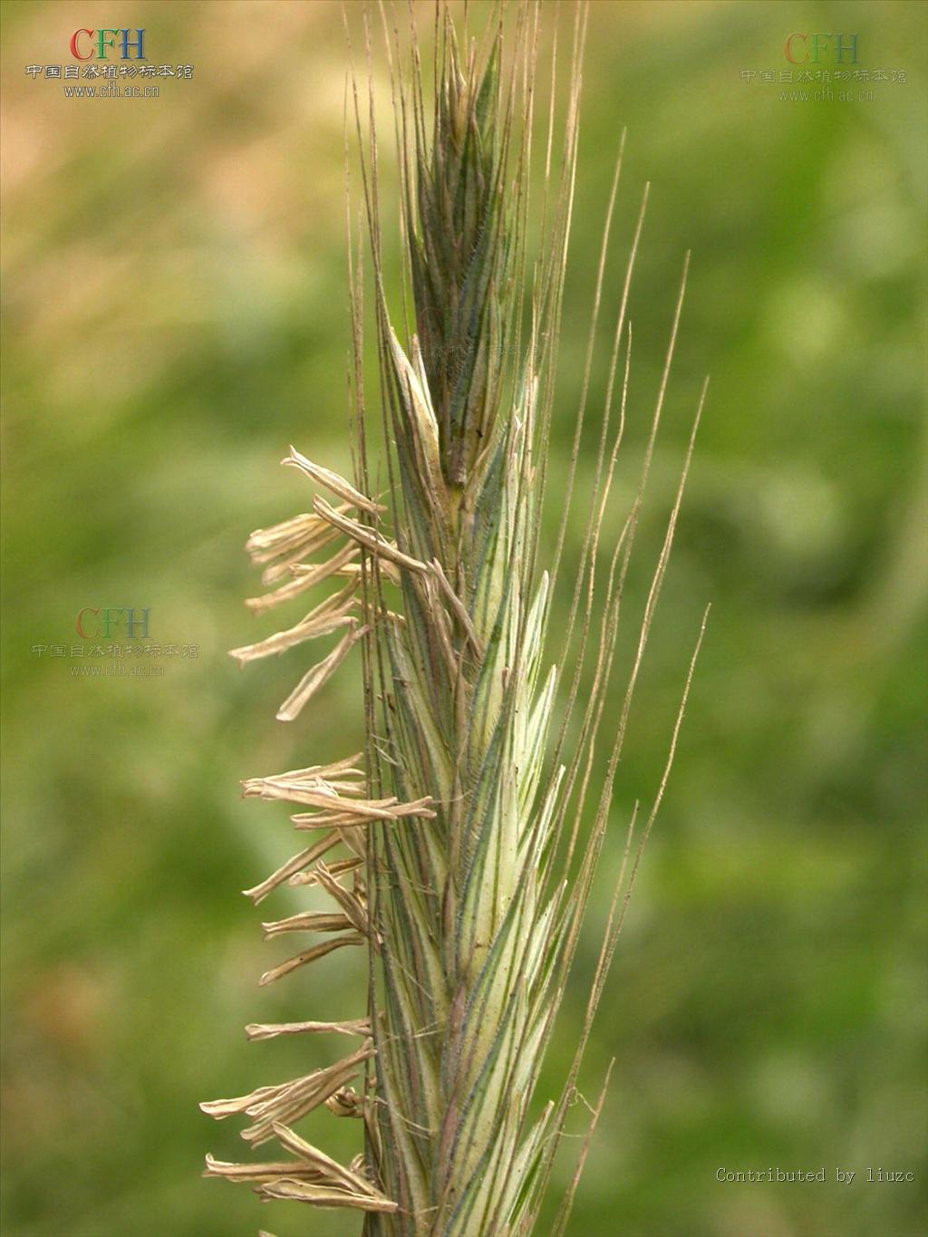  p>黑麦属(学名:secale)是禾本科下一个属, a href="#" data-lemmaid=