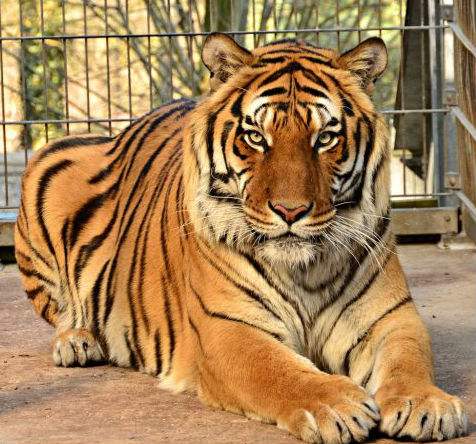 晚更新世分布于我国东北及俄罗斯远东地区,判断远东北亚巨虎这个物种