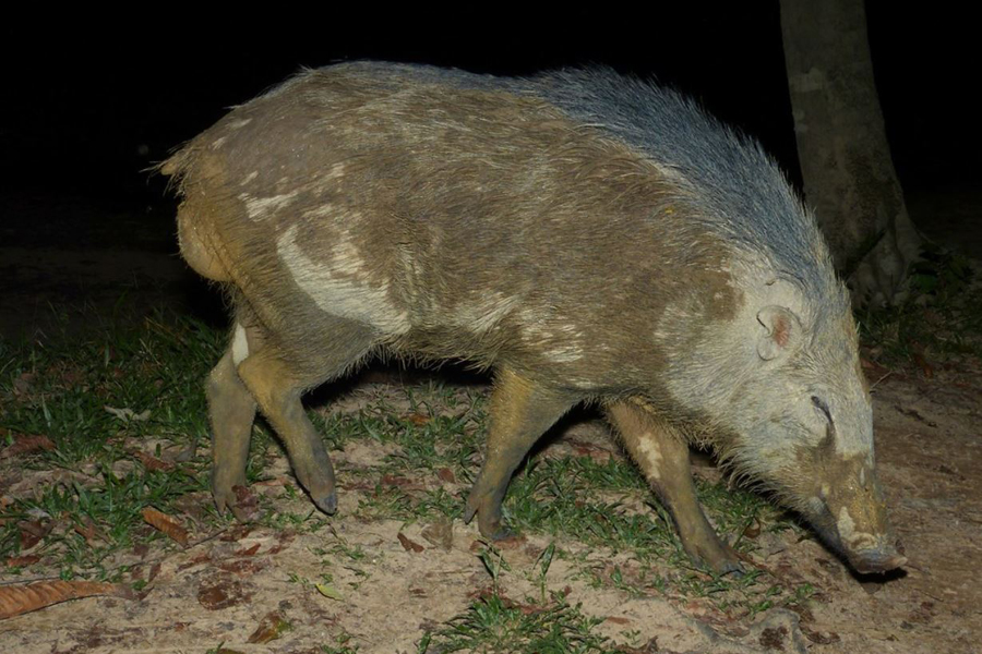 ryukyu islands wild pig