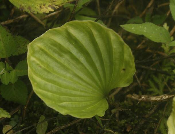  p>毛唇芋兰(学名: i>nervilia fordii /i> (hance) schltr.