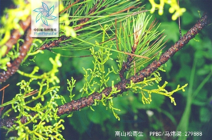  p> b>高山松寄生 /b>(学名: b> i>arceuthobium pini /i> /b>)是 a