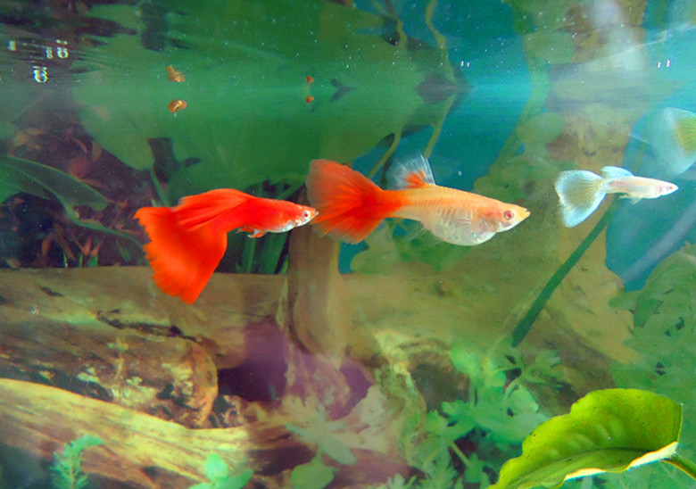 也称为凤尾鱼,彩虹花鳉,虹鳉,古比鱼等,是花鳉科花鳉属的一种热带鱼