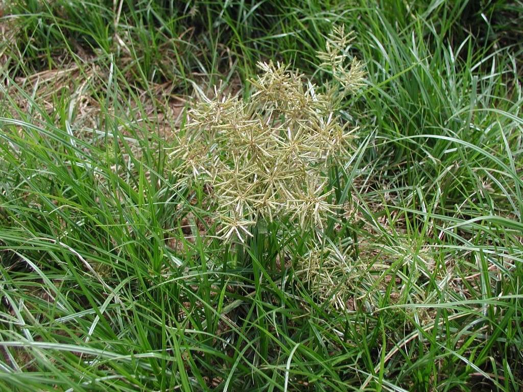 cyperus esculentus l