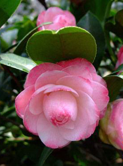 data-lemmaid="3223880">山茶科 /a>,山茶属多种植物和园艺品种的通称