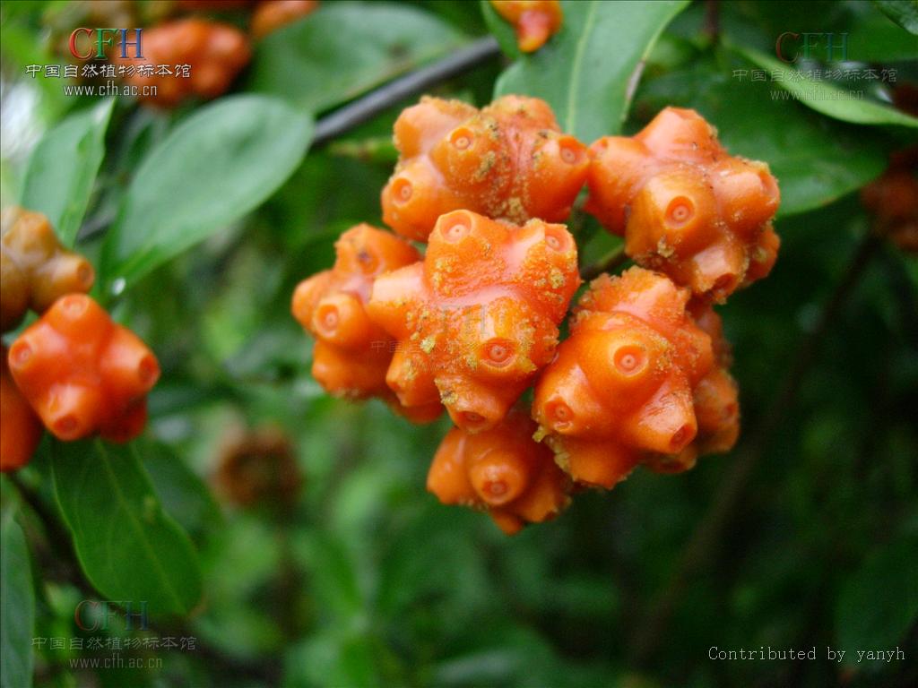  p>巴戟天属,拉丁名:morinda, 茜草科,约80种,分布于 a href="#">热带