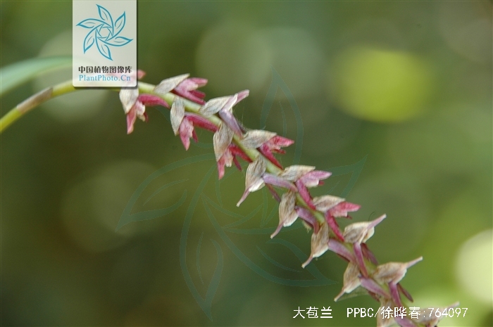 是兰科 a href="#">石豆兰属 /a>植物,根状茎粗壮,粗约4毫米,在每