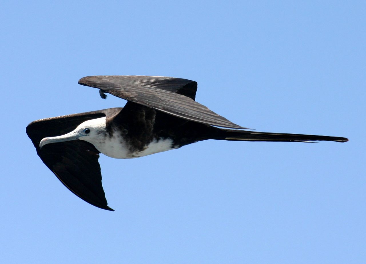 frigate bird