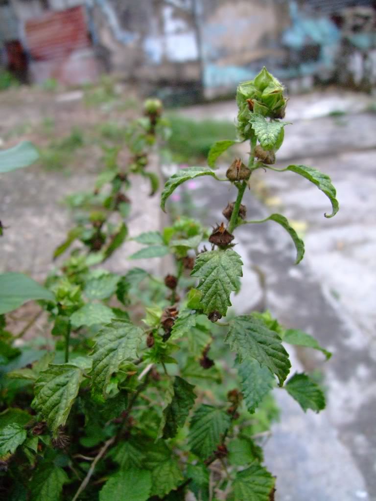  p>赛葵(拉丁学名:  i>malvastrum coromandelianum /i> (l.