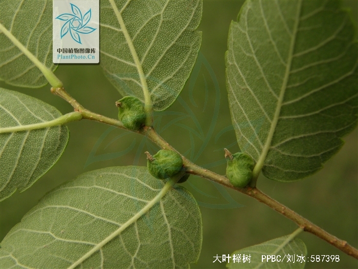  p>大叶榉树(学名: i>zelkova schneideriana /i> hand.-mazz.