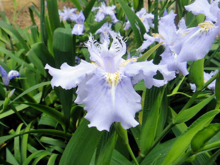  p>扇形鸢尾(学名: i>iris wattii /i>  baker): a href="#">多年生 