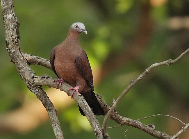  p>紫林鸽(学名: i>columba punicea /i>)为 a href="#">鸠鸽科 /a>鸽