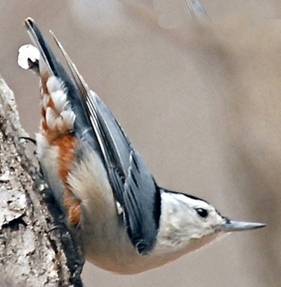  p>白脸鳾(学名: i>sitta leucopsis /i>):体重10-14克,体长105-126