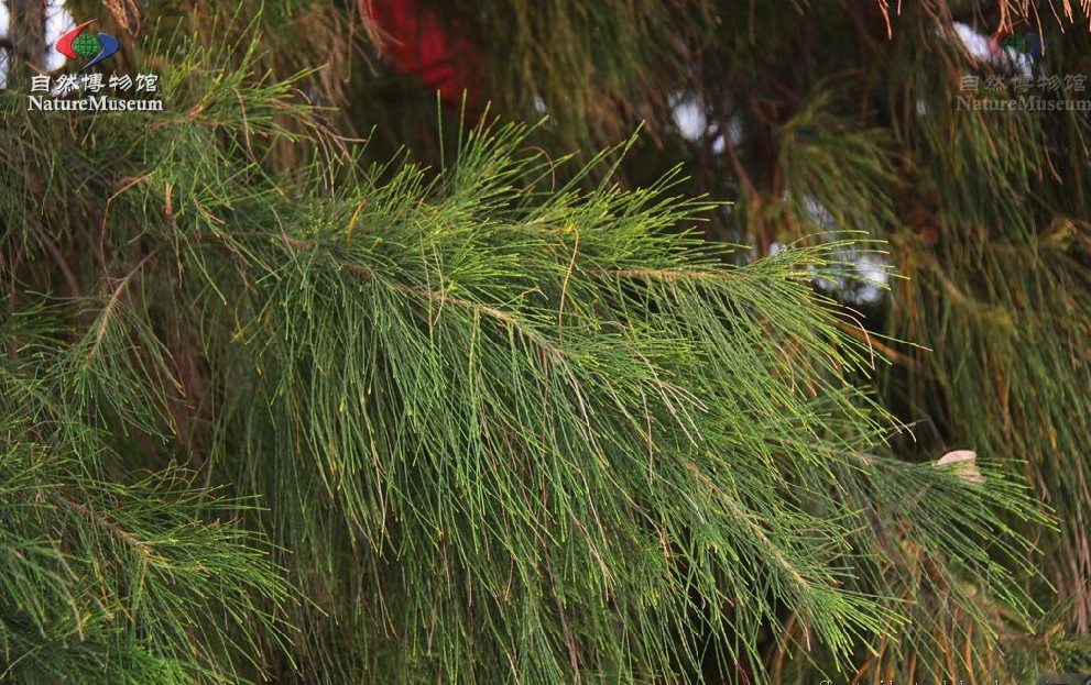 是木麻黄科,木麻黄属常绿乔木.