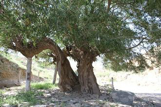  p>震柳是 a target="_blank" href="/item/海原地震/2445200" data