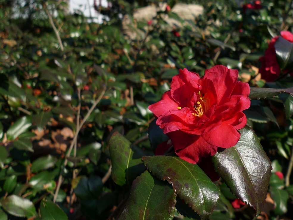  p>茶梅(学名: i>camellia sasanqua /i> thunb.