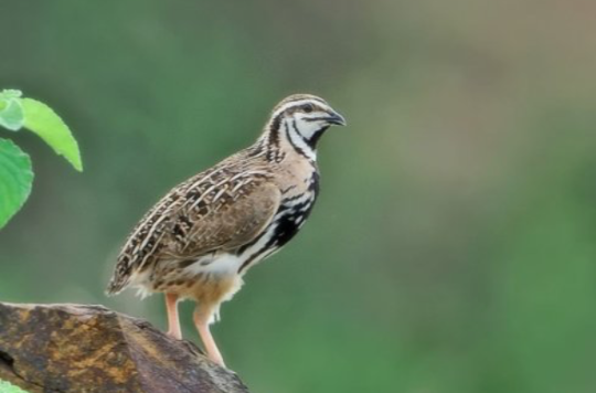  p>新西兰鹌鹑(学名:coturnix novaezelandiae)是雉科鹑属的 a target