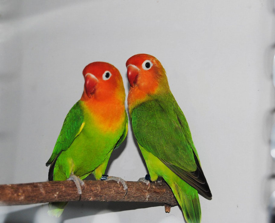 尼亚萨湖牡丹鹦鹉