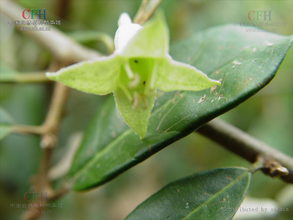  p>密花胡颓子(学名: i>elaeagnus conferta /i> roxb.