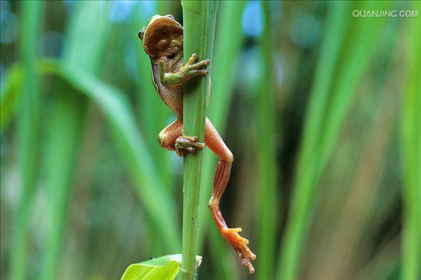  p>树蛙,无尾目树蛙科的1属,体多细长而扁,后肢长,吸盘大,指,趾间有