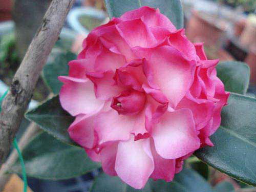 茶花