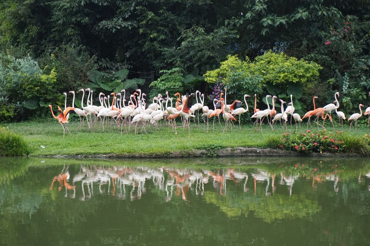  p>长隆飞鸟乐园(chimelong birds park)是 a target="_blank" href="