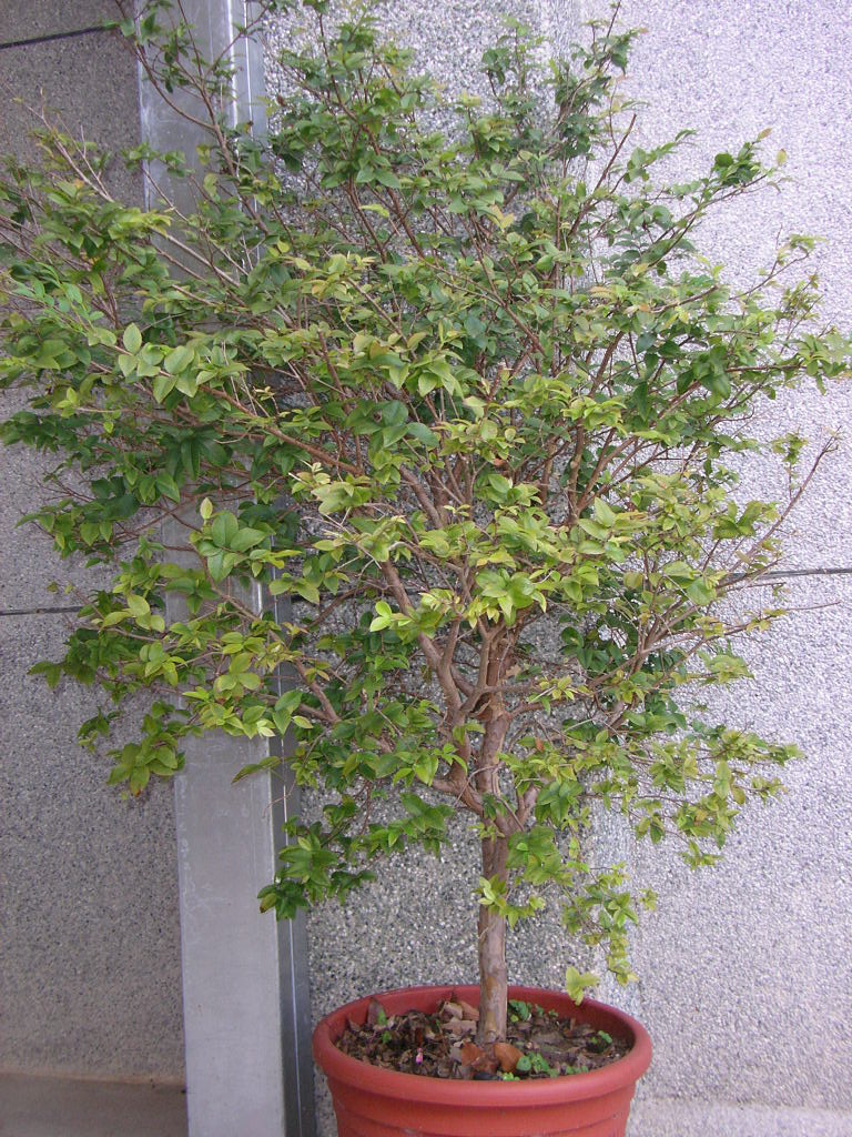 kausel),树番樱属的常绿灌木.